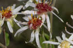 Pine barren whitetop aster